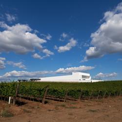 Viñedo Adega Mayor | Álvaro Siza Vieira | Campo Maior, Alentejo |  Luís Ferreira Alves